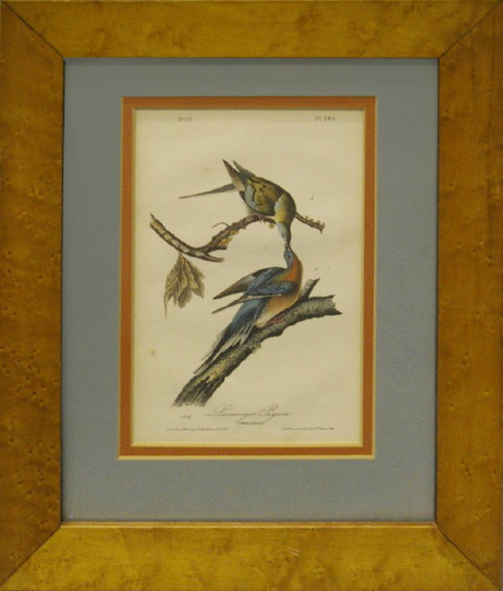 Appraisal: After John James Audubon American - two hand-colored lithographs consisting