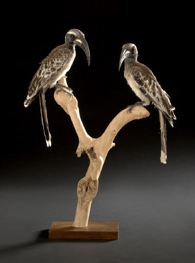 Appraisal: Taxidermy Specimens of Two African Grey Hornbills scientific name Tockus