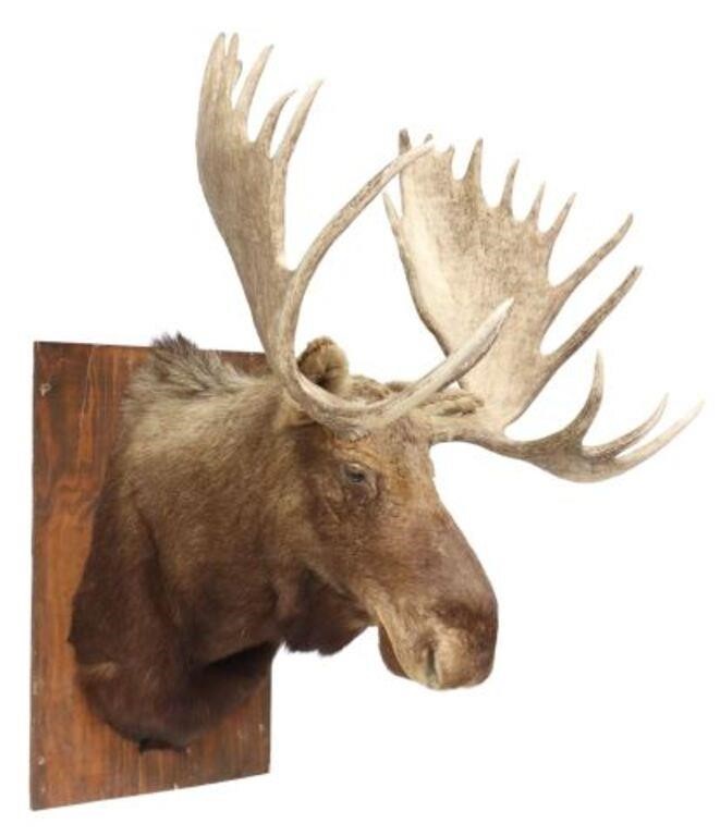 Appraisal: Monumental taxidermy moose shoulder mount mounted on wood back approx