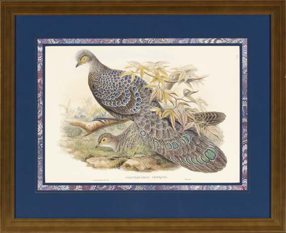 Appraisal: Gould Richter British th Century Peacocks pair of chromolithographs depicting