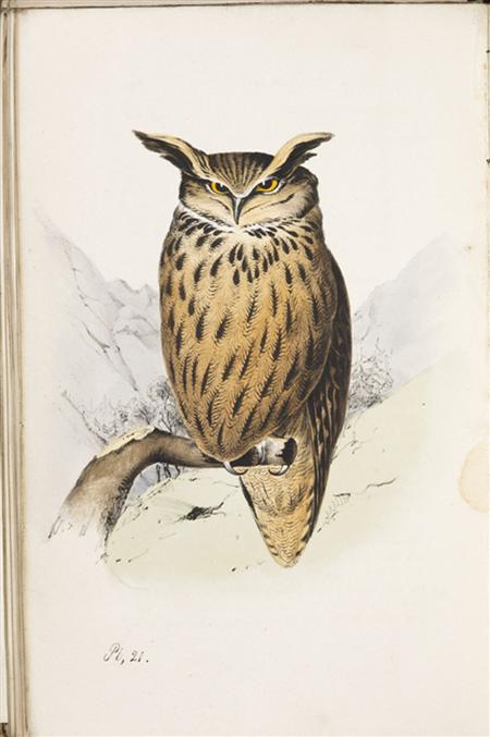 Appraisal: Meyer H L Coloured illustrations of British birds and their