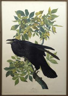 Appraisal: John James Audubon - Raven No Plate Amsterdam edition framed