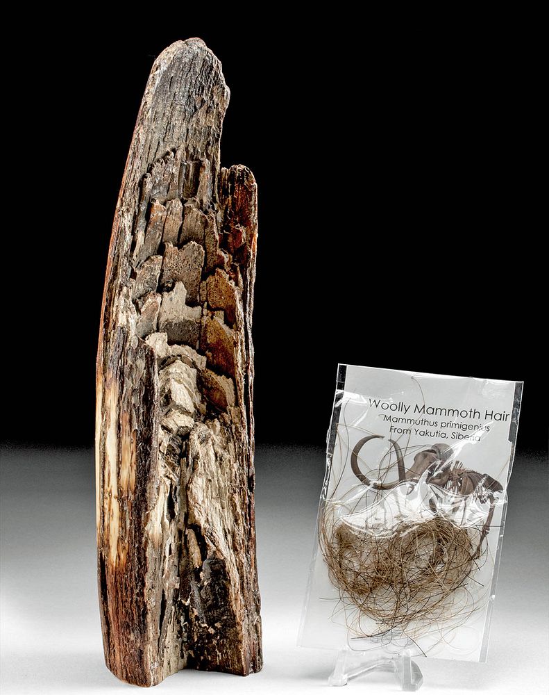 Appraisal: Fossilized Mammoth Tusk Fragment Hair New World present day Alaska