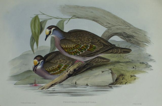 Appraisal: Bronze-winged Pigeon Peristera Chalcoptera