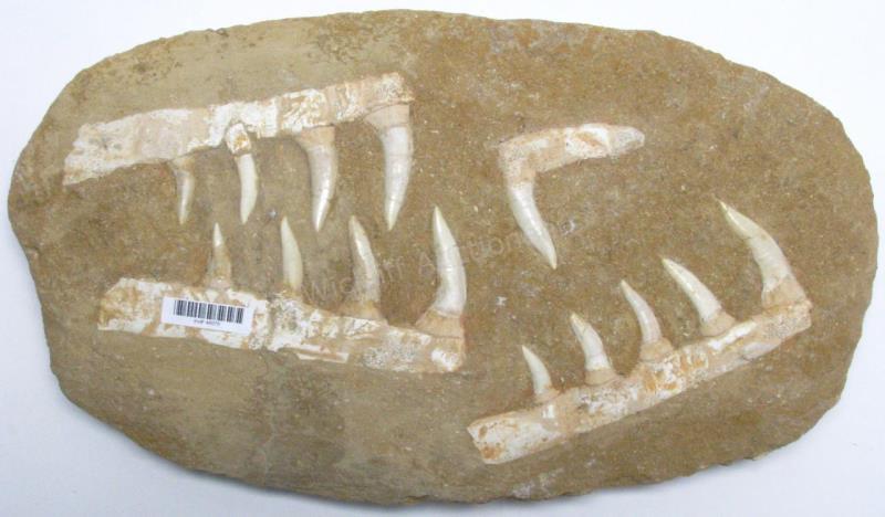 Appraisal: Dinosaur Teeth in Matrix fourteen fossilized dinosaur teeth arranged in