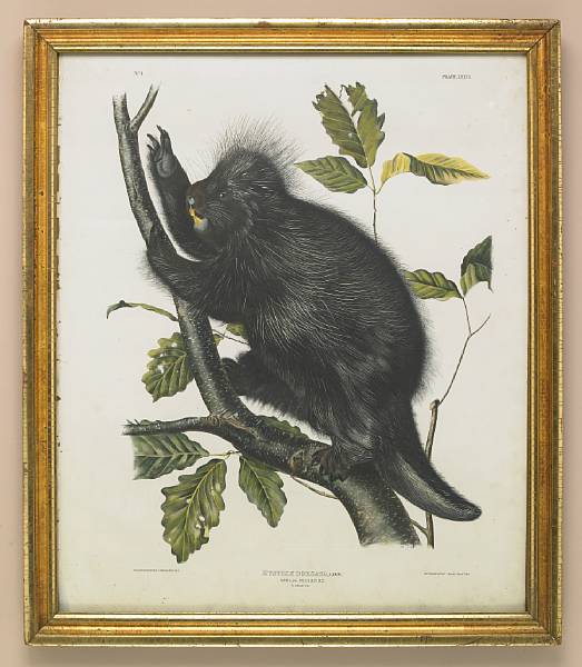 Appraisal: After John James Audubon by J T Bowen From Quadrupeds