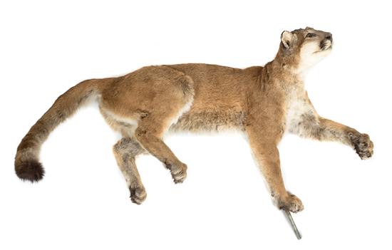 Appraisal: Sale Lot A Full Body Mountain Lion Mount -