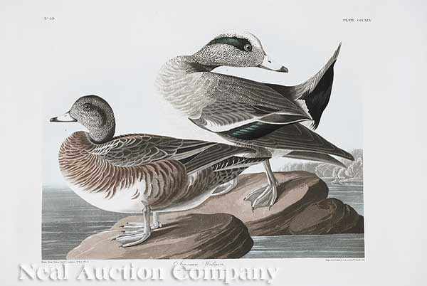 Appraisal: John James Audubon American - American Widgeon Plate CCXLV from