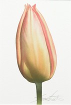 Appraisal: Bruce Hustad American Contemporary Fire Peach Tulip Watercolor on paper