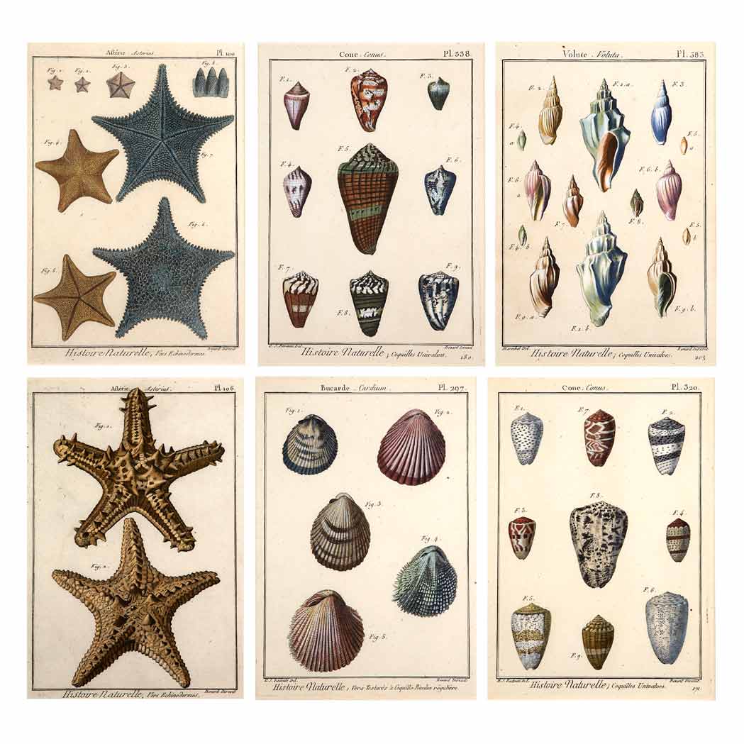 Appraisal: Charles Joseph Panckoucke editor SHELL STUDIES Six hand-colored engravings from