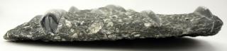 Appraisal: Large Moroccan Orthoceras Fossil Specimen Good condition Measures - x