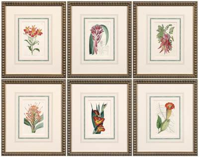 Appraisal: Six prints of botanicals Edwards Sydenham Teak Edwards - continued