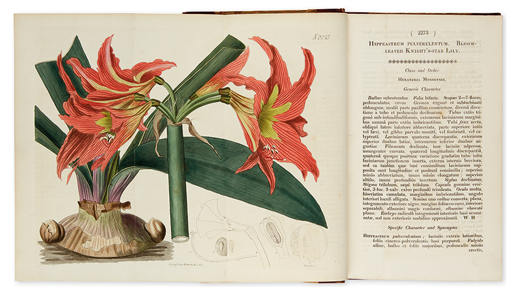 Appraisal: CURTIS WILLIAM Curtis's Botanical Magazine or Flower-Garden Displayed Vol XLIX