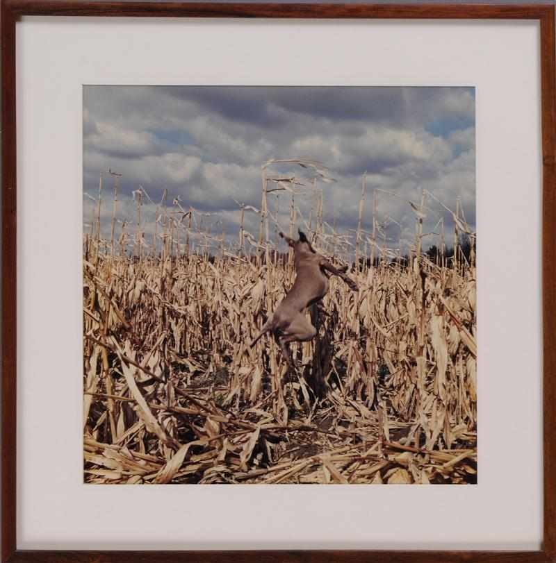 Appraisal: WILLIAM WEGMAN AMERICAN b ''GHENT'' DOG IN CORNFIELD Three color