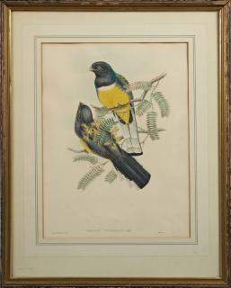 Appraisal: J Gould and W Hart Trogon Citreolus th c print