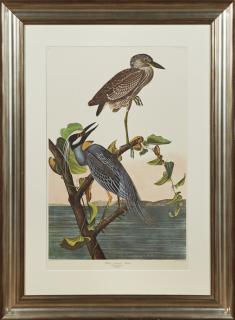 Appraisal: John James Audubon - Yellow-crowned Heron No Plate Amsterdam edition