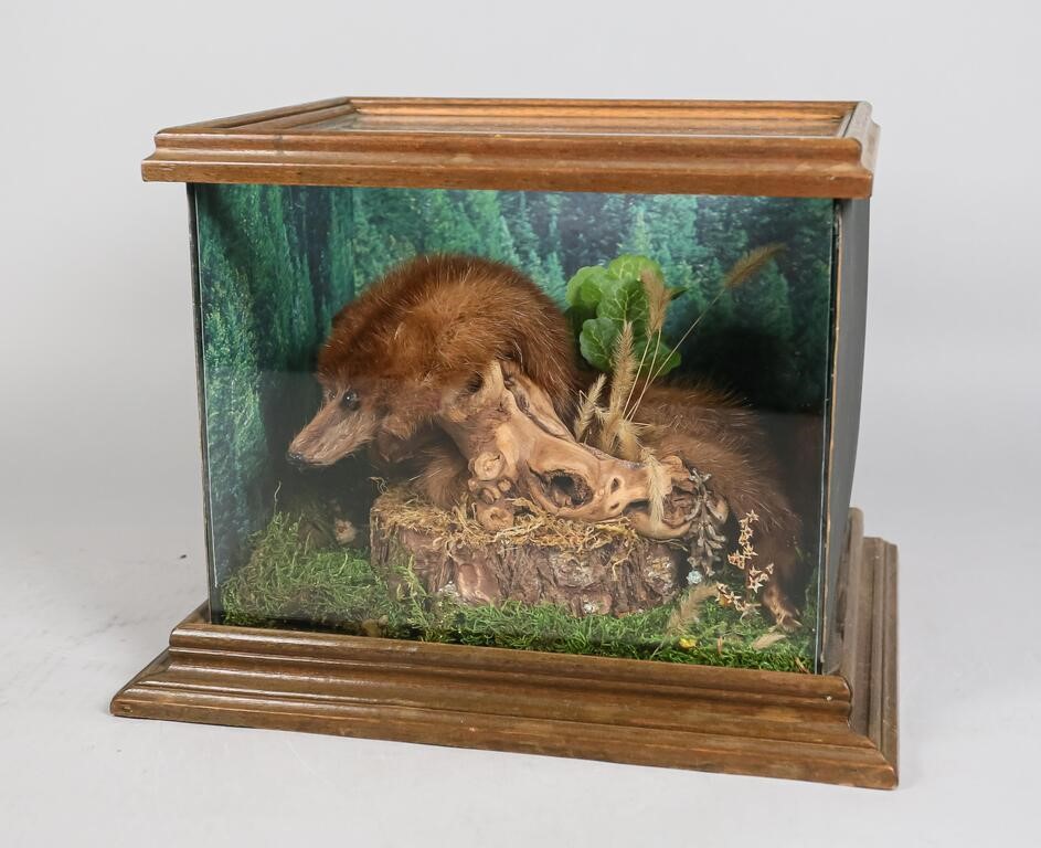 Appraisal: Mink taxidermy in display case Late th Century Mink taxidermy