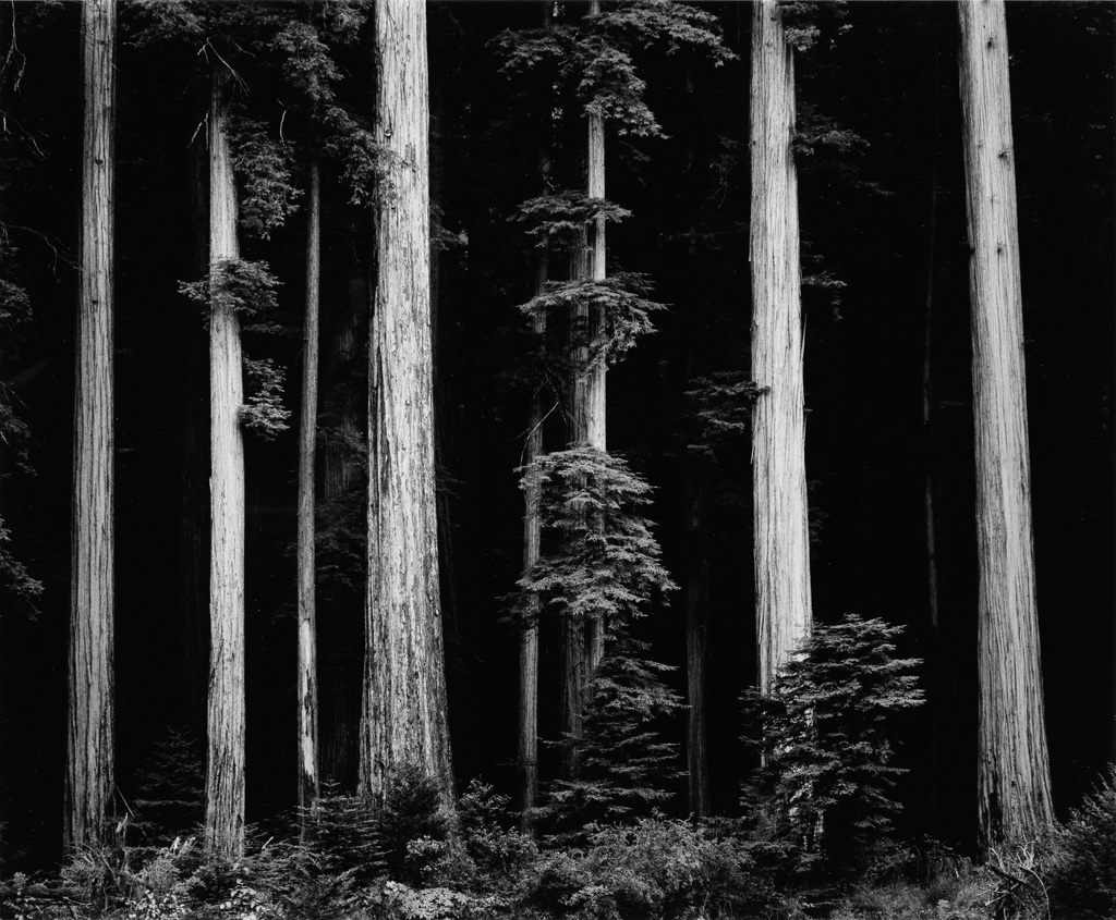 Appraisal: ADAMS ANSEL - Northern California Coast Redwoods Silver print x