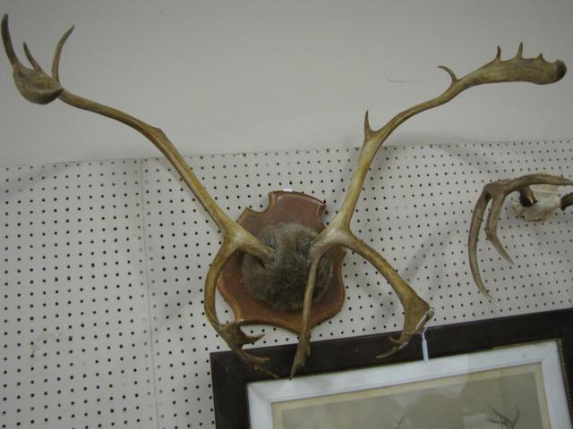 Appraisal: Caribou Rack Wall Mount approximately '' spread