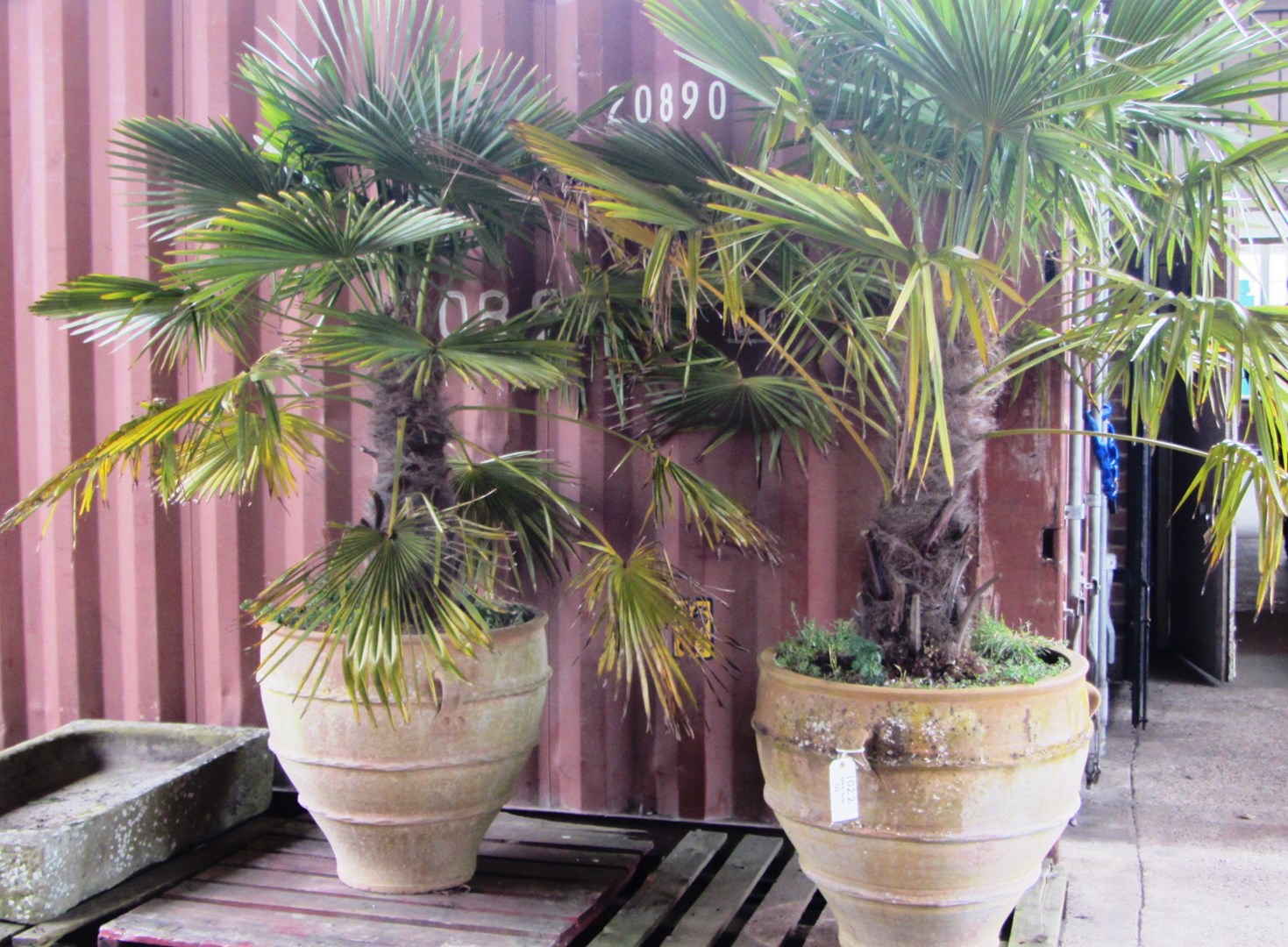 Appraisal: A pair of large terracotta garden urns with lug handles