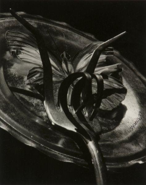 Appraisal: Vilem Kriz Czech-American - toned gelatin silver print untitled Berkeley