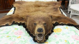 Appraisal: Taxidermy brown bear fur rug with full head ' x