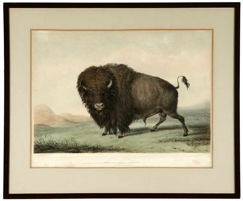 Appraisal: After George Catlin - Jersey City NJ Buffalo Bull Grazing