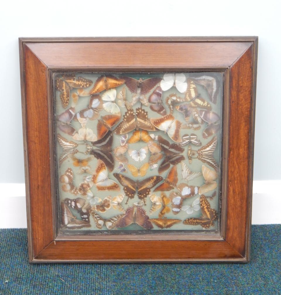 Appraisal: A framed montage of exotic butterflies and moths contained in