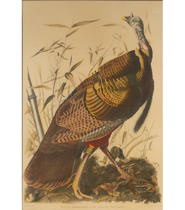 Appraisal: After John James Audubon American - Wild Turkey early color