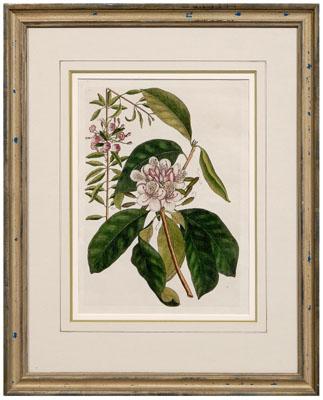 Appraisal: Mark Catesby print British - Kalmia augustifolia Rhododendron Maximum plate