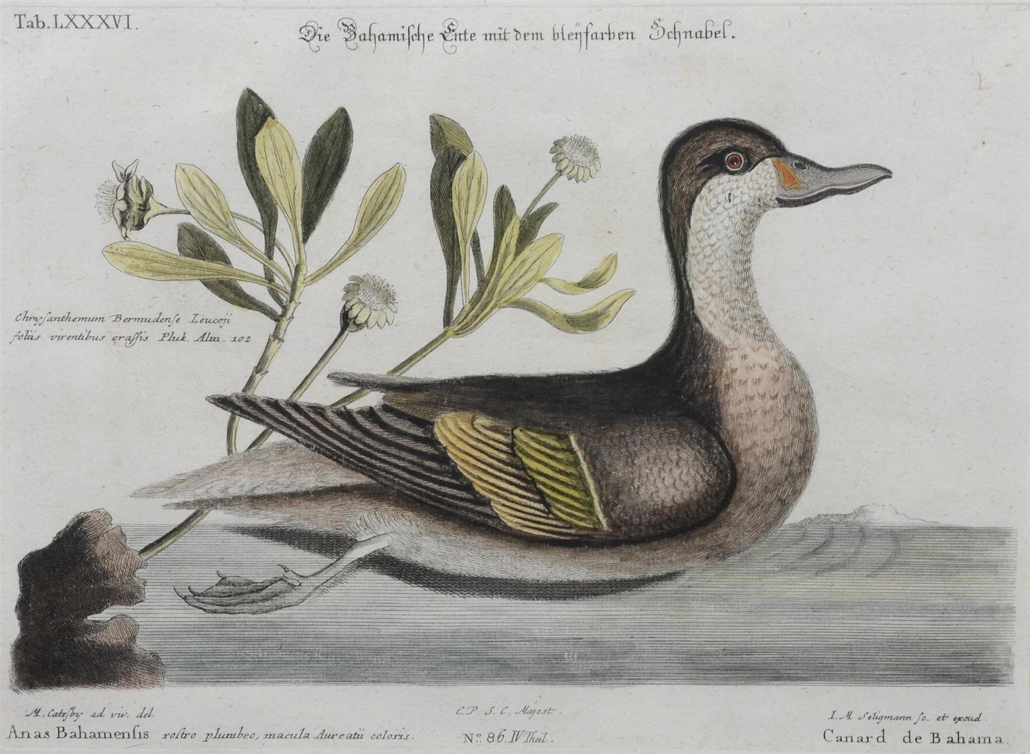 Appraisal: Johann Michael Seligmann German - hand colored engraving Canard de