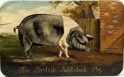 Appraisal: British School th Century The British Saddleback Pig Oil on