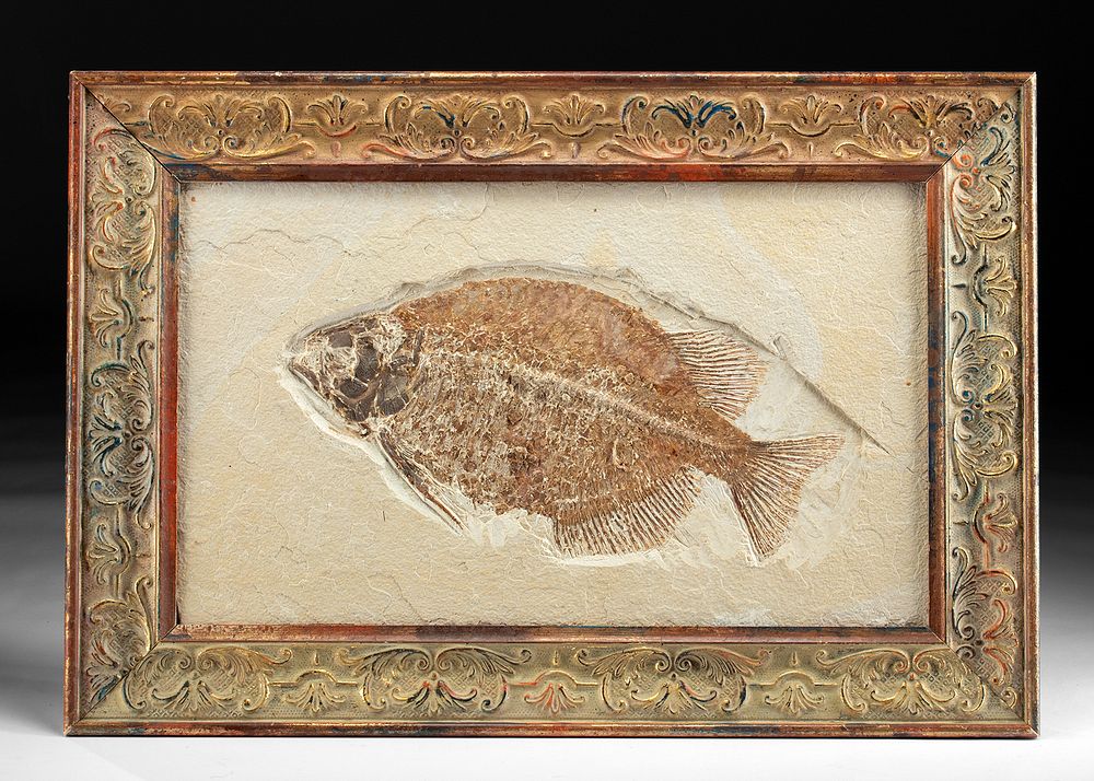 Appraisal: Huge Phareodus Encaustus Fossilized Fish w Frame North America probably