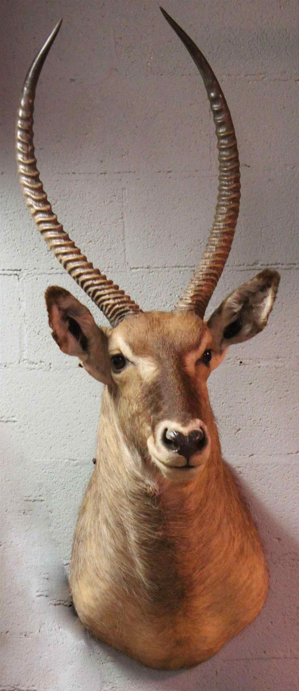 Appraisal: EAST AFRICAN WATERBUCK TAXIDERMY SHOULDER MOUNT LABELED ''JAMES L CLARK