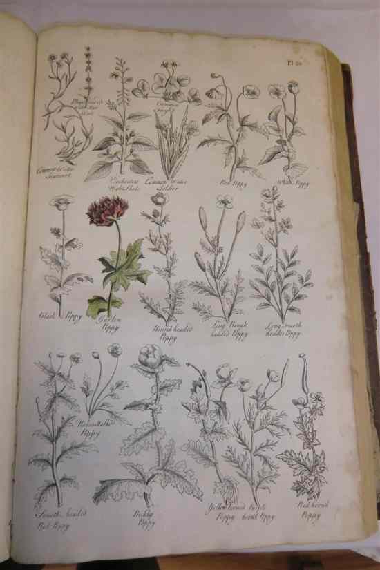 Appraisal: HILL J THE BRITISH HERBAL engraved frontis and seventy four