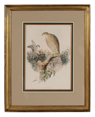 Appraisal: Gould Richter Lithograph th century Accipiter Nisis from John Gould's