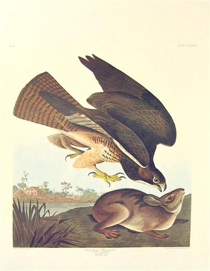 Appraisal: pieces Color Prints Audubon John James Raptors C The Birds