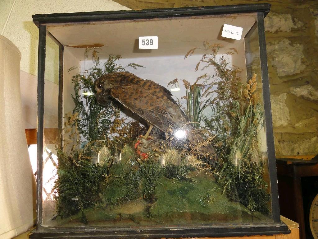 Appraisal: A Kestrel with quarry taken in Yorkshire England eating a