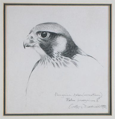 Appraisal: Geoffrey Dashwood b Peregrine Falcon imature Falco Peregrinus male Signed