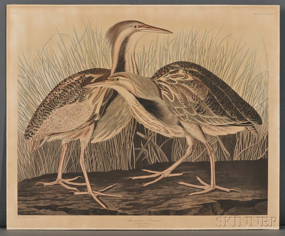 Appraisal: Audubon John James - American Bittern Plate CCCXXXVII from Birds