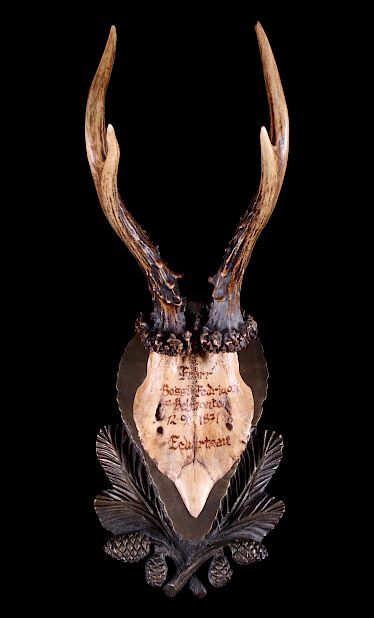 Appraisal: Schloss Eckartsau Habsburg Roe Deer Mount c Featured for auction