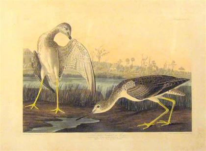 Appraisal: pieces Hand-Colored Engravings Audubon John James Birds of America Carbonated