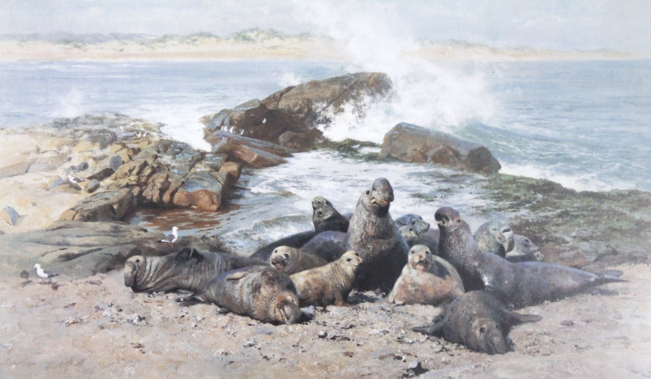 Appraisal: David Shepherd Elephant Seals limited edition print signed and numbered