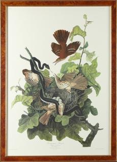 Appraisal: John James Audubon - Ferruginous Thrush No Plate Amsterdam edition