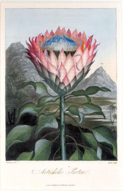 Appraisal: pieces Temple of Flora Prints Thornton Robert John Artichoke Protea