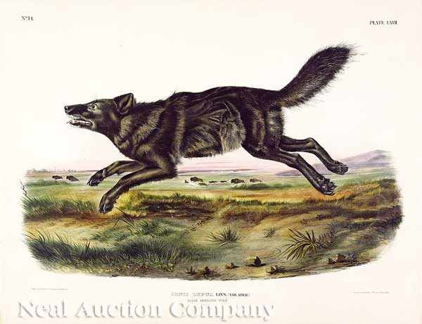 Appraisal: John James Audubon American - Black American Wolf Plate hand-colored