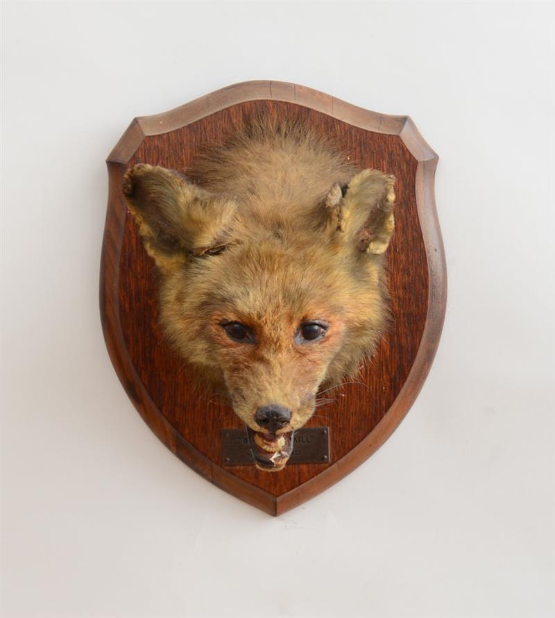 Appraisal: STUFFED FOX TROPHY Marked 'Wolfman's Kill Oc t ' x