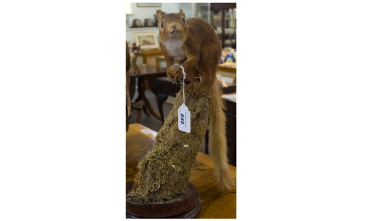 Appraisal: Taxidermy Study Of A Red Squirrel Perched On A Mossy