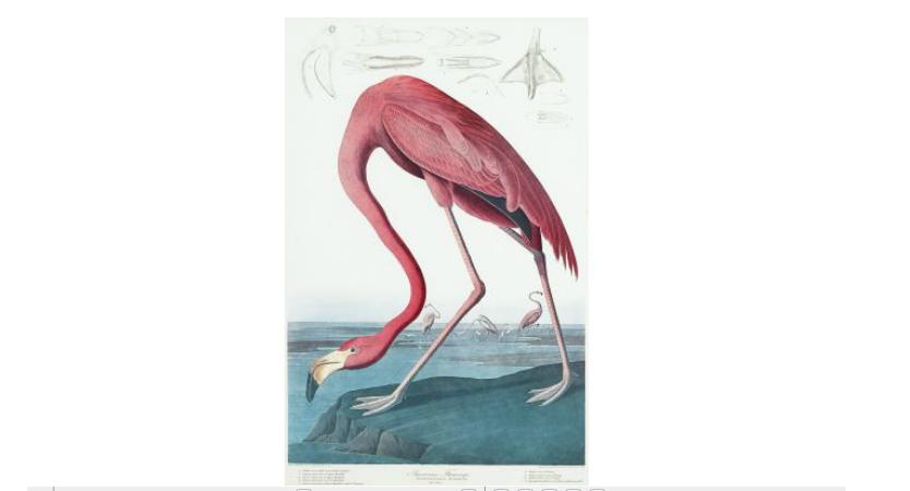 Appraisal: pieces Audubon John James American Flamingo Lessern Tern Long-Eared Owl