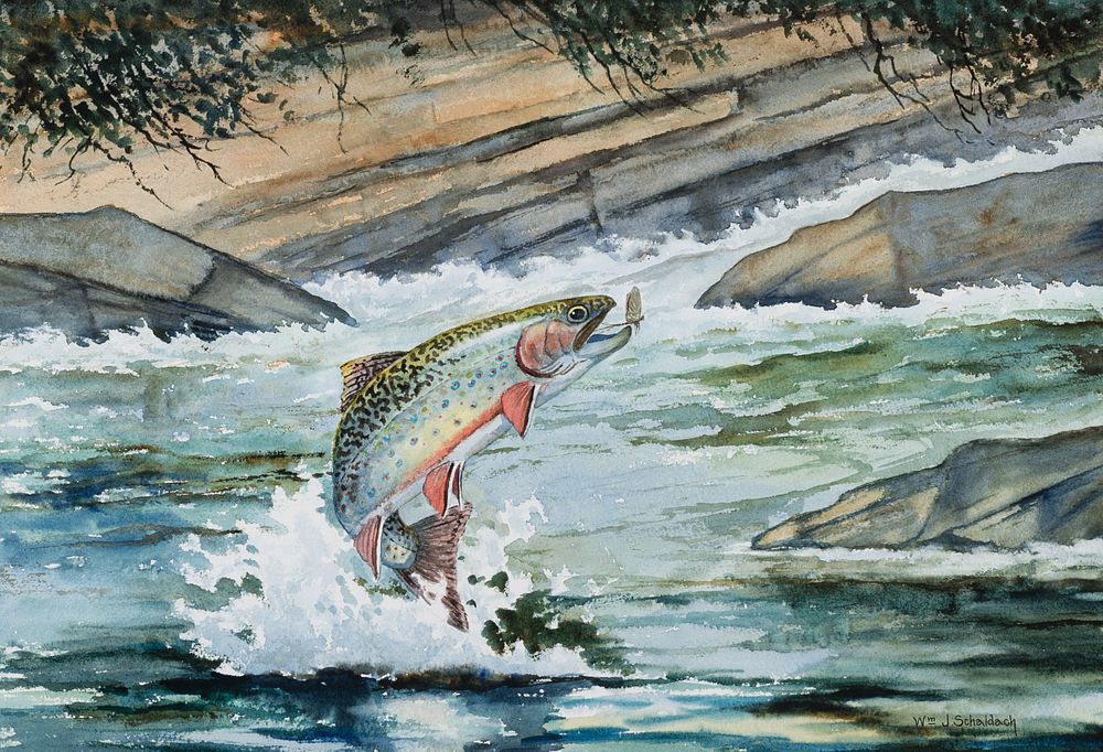 Appraisal: William J Schaldach Brook Trout Brown Trout William J Schaldach